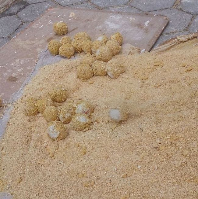 滚鸡蛋游戏怎么玩_滚鸡蛋游戏_滚鸡蛋游戏规则
