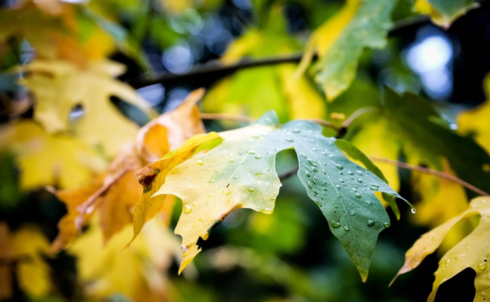 秋雨梧桐叶落时游戏_秋雨梧桐落叶晚_秋雨梧桐落叶的图片