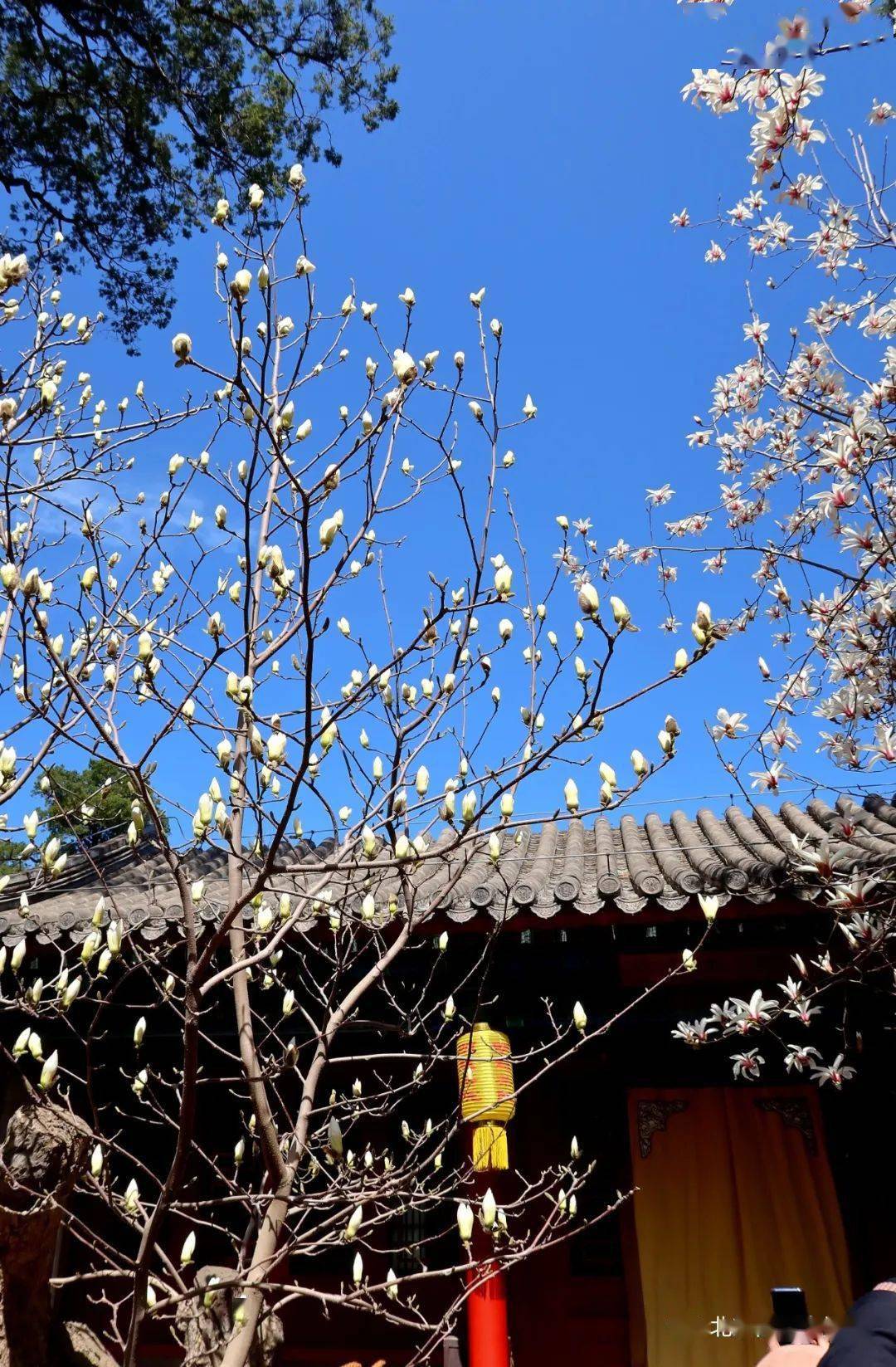 和风物语id：夏日微风，阳光温暖如初