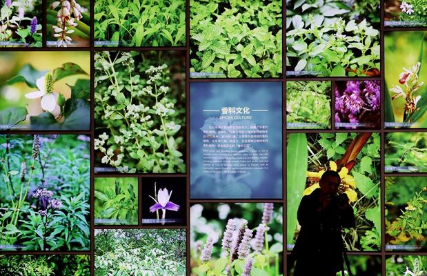 解说花园战争阿雷是谁_花园战争2阿雷解说_解说花园战争阿雷的视频