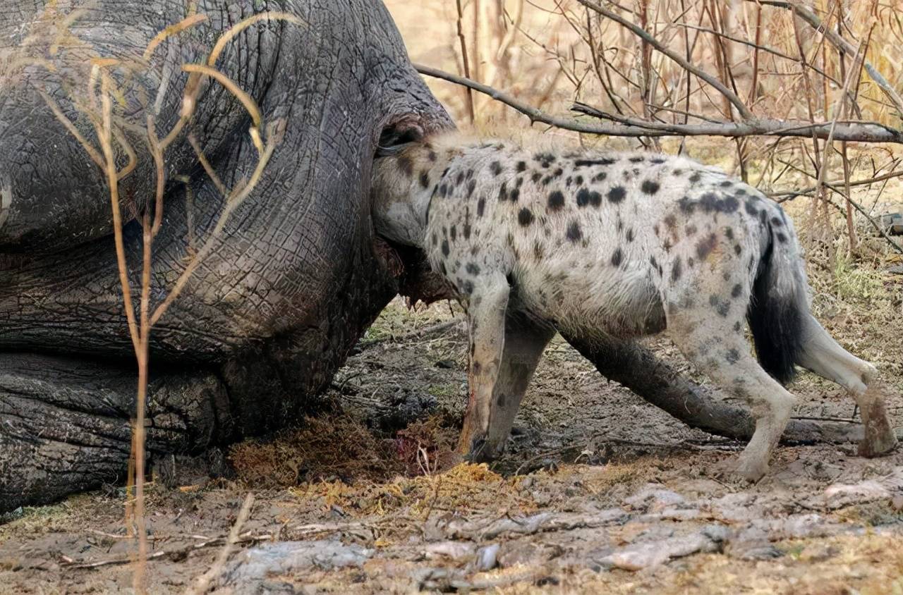 鹰獒大小_鹰獒价格_什么是鹰獒