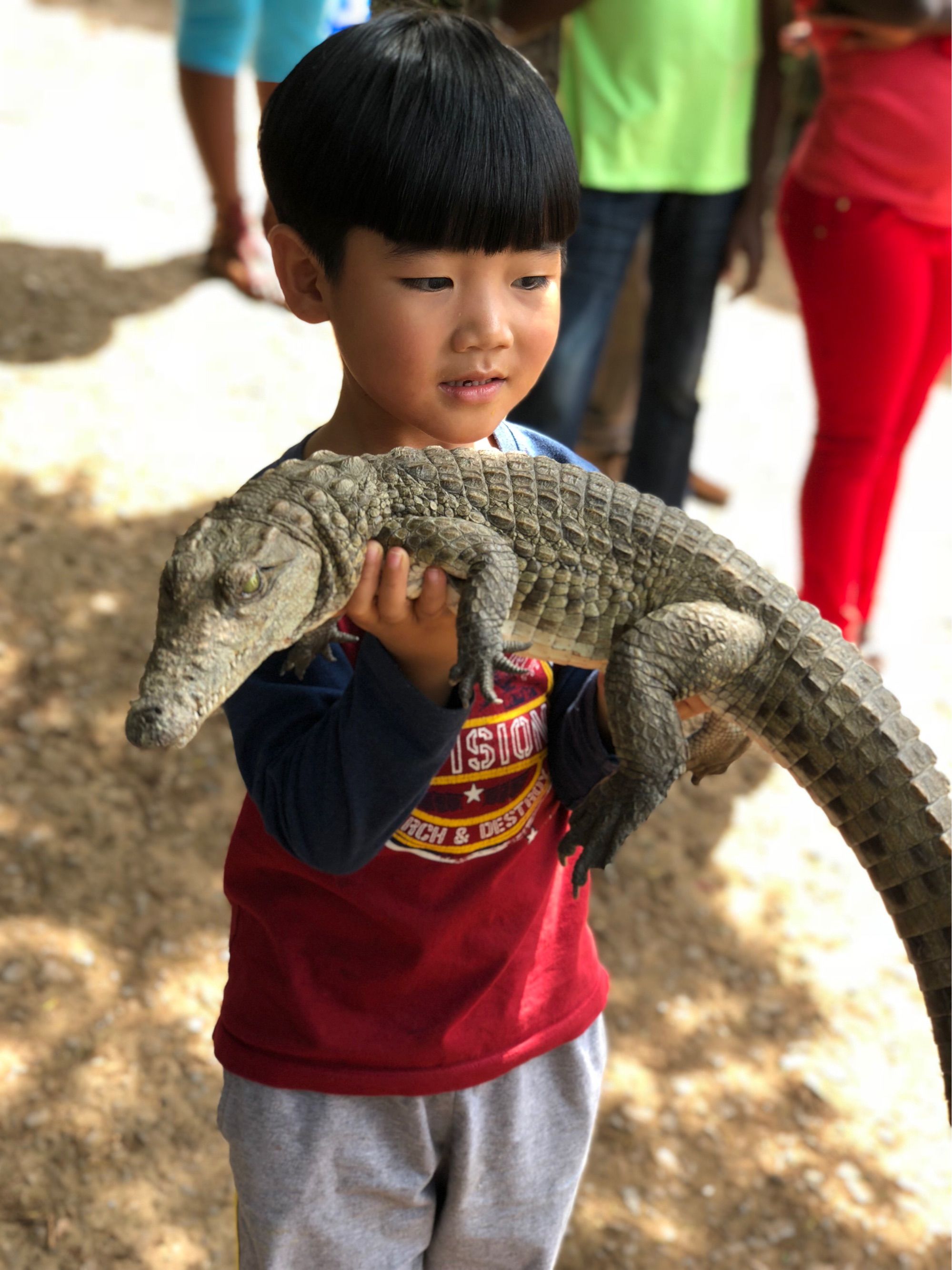 鳄鱼洗澡游戏视频_鳄鱼洗澡游戏_鳄鱼洗澡游戏怎么没了