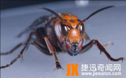 沙漠死亡之虫_死亡之虫游戏_蒙古死亡之虫图片