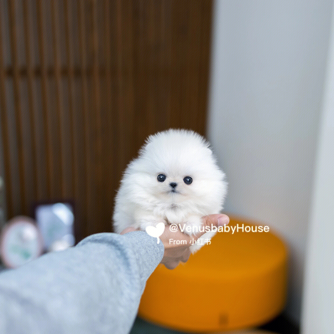 纯白博美犬，想要多少钱？