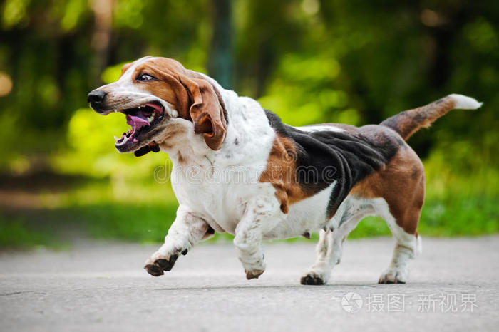 咎狗之血游戏_咎狗之血游戏图_咎狗之血游戏迅雷下载
