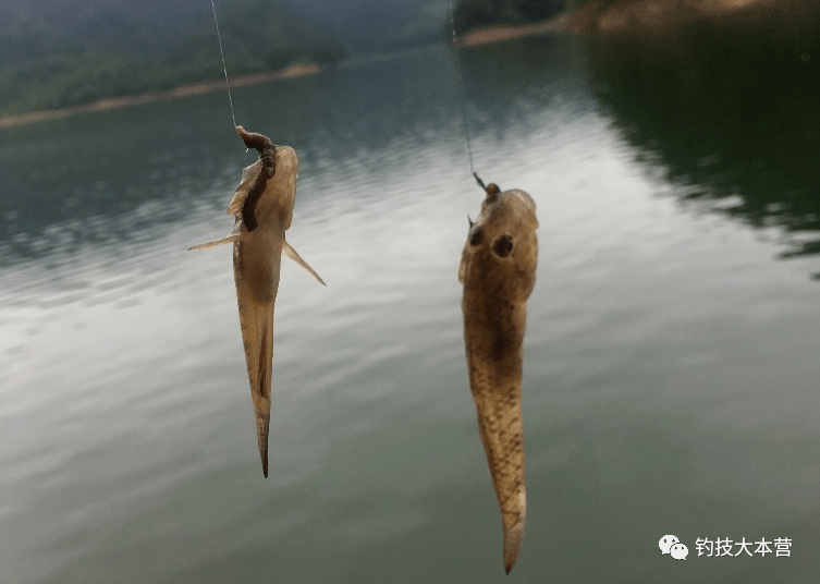 小鱼大鱼吃小鱼_小鱼大鱼吃什么_大鱼吃小鱼2