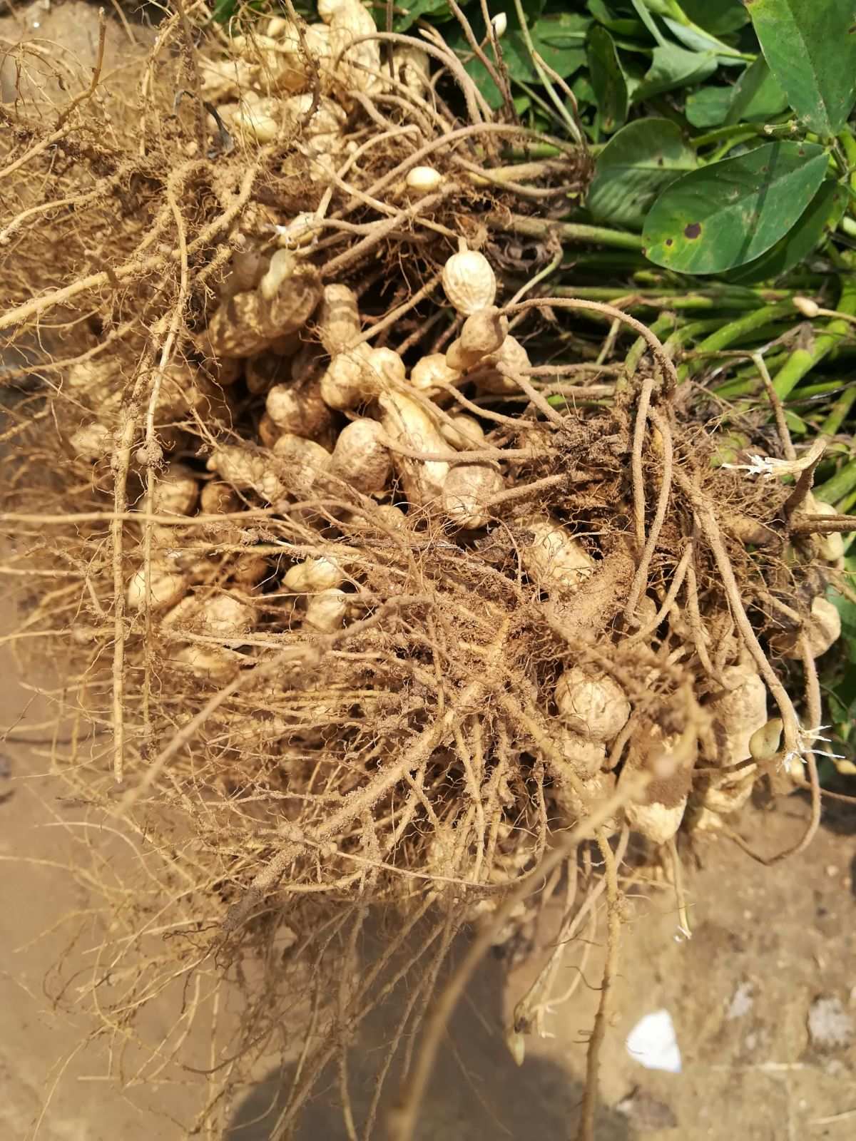 江苏花生秧哪里有卖_江苏保护伞花生三遍药_保护伞花生三遍药
