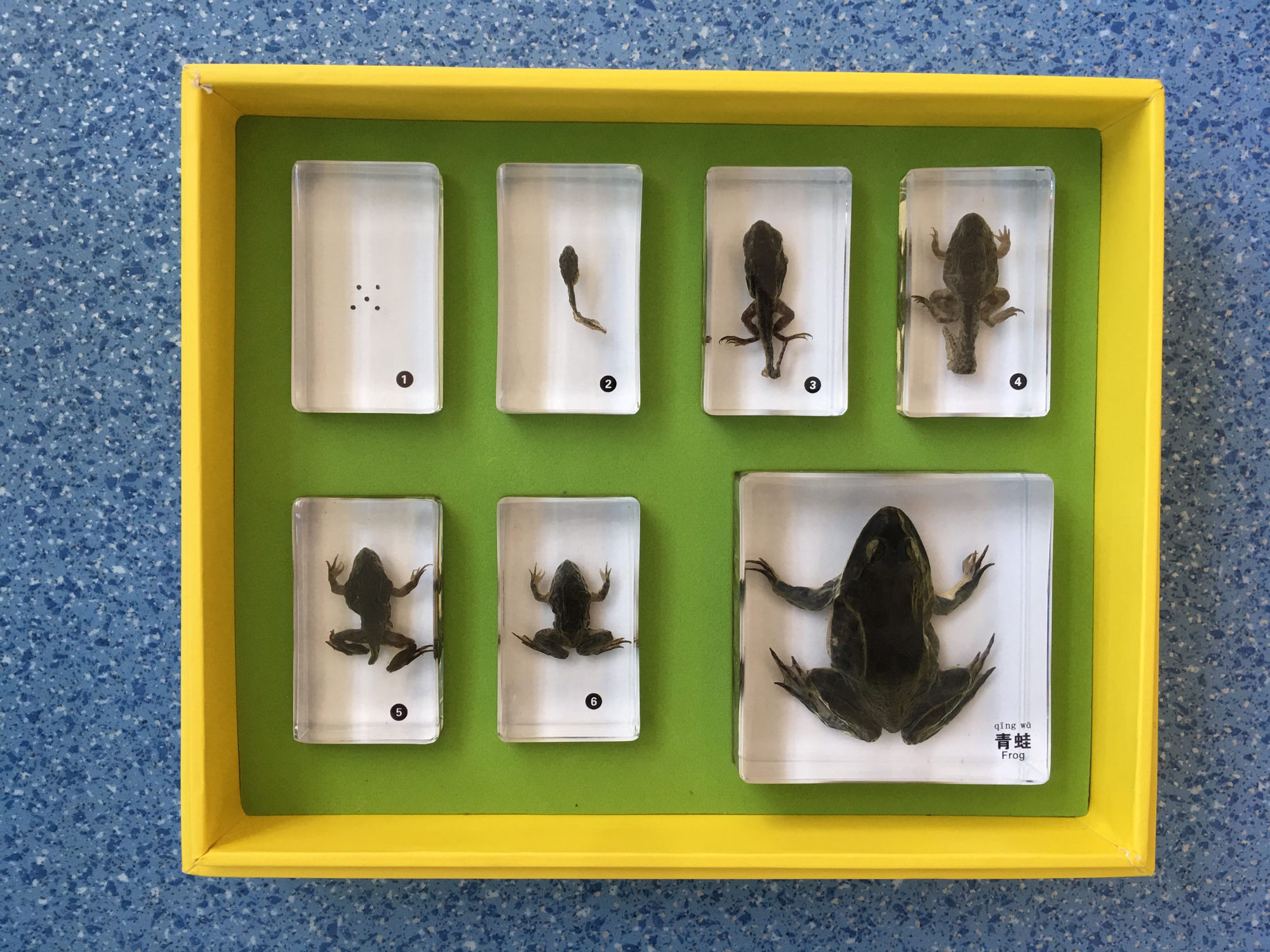 幼儿园科学主题游戏_科学游园小游戏_幼儿园科学主题游戏在线阅读