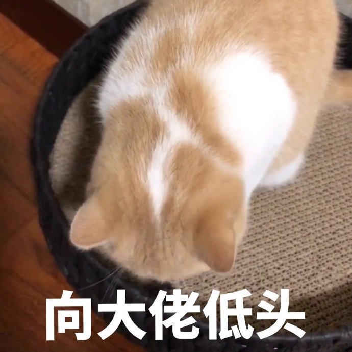 他喵的游戏_好运招财喵游戏_如果历史是一群喵游戏
