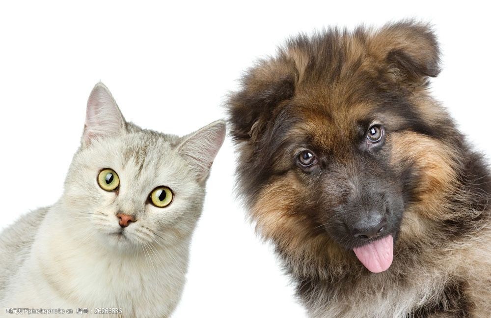 猫狗大战游戏_大战猫狗游戏怎么玩_大战猫狗游戏攻略