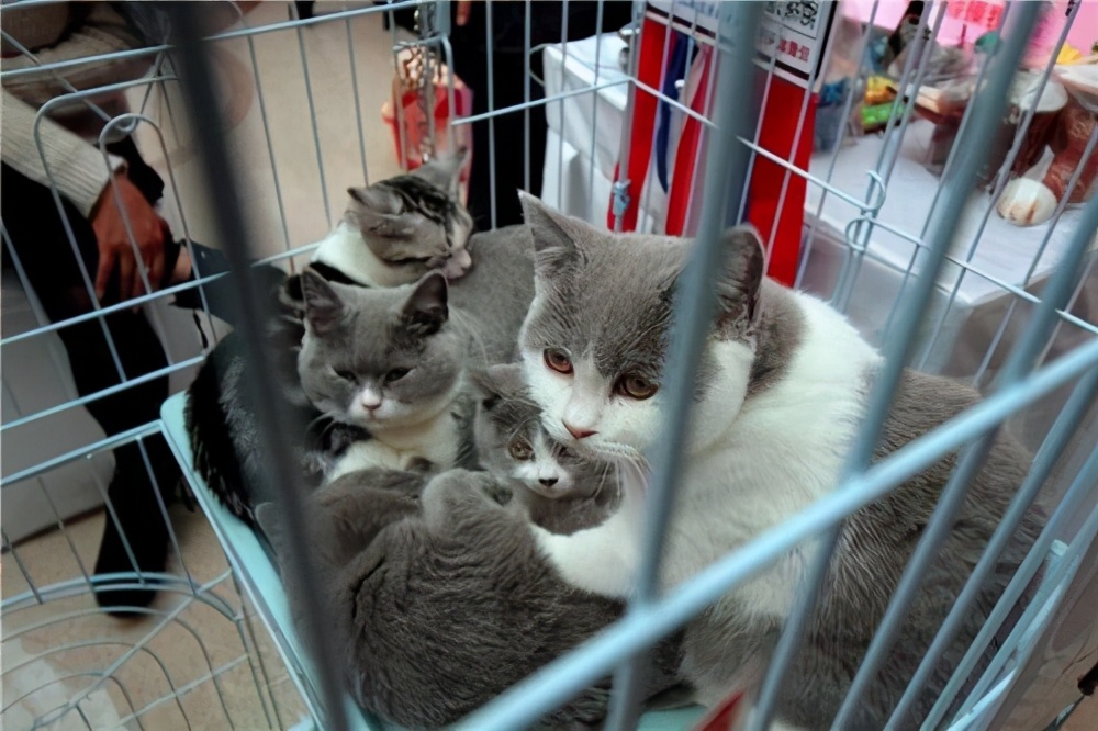 猫咪宠物店会卖猫粮吗_宠物店会卖猫吗_宠物店的猫咪会
