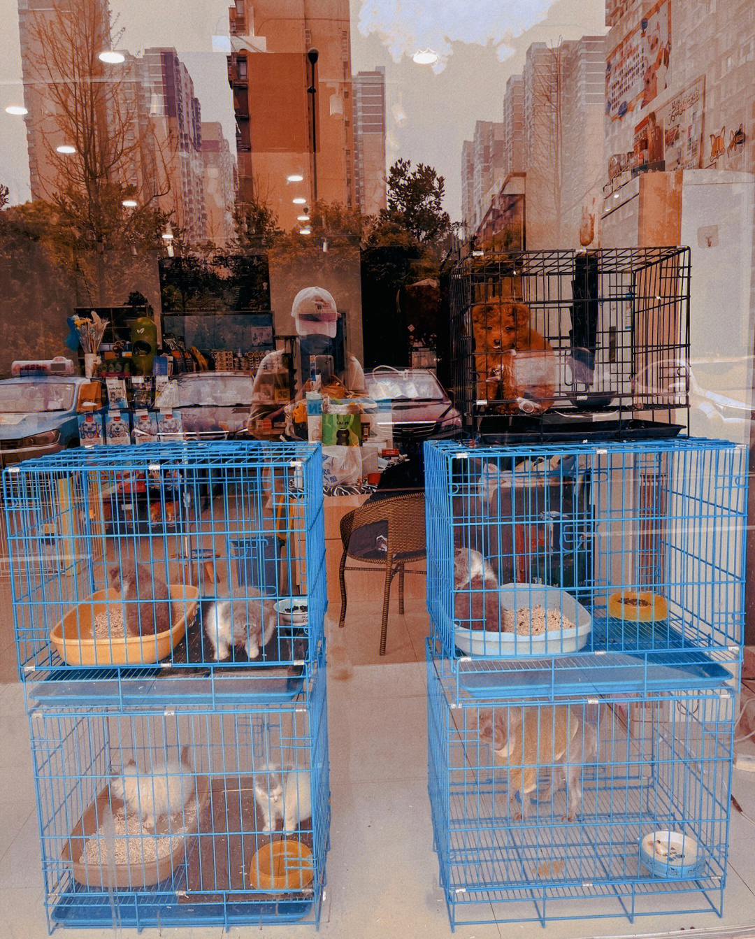 宠物店会卖猫吗_猫咪宠物店会卖猫粮吗_宠物店的猫咪会