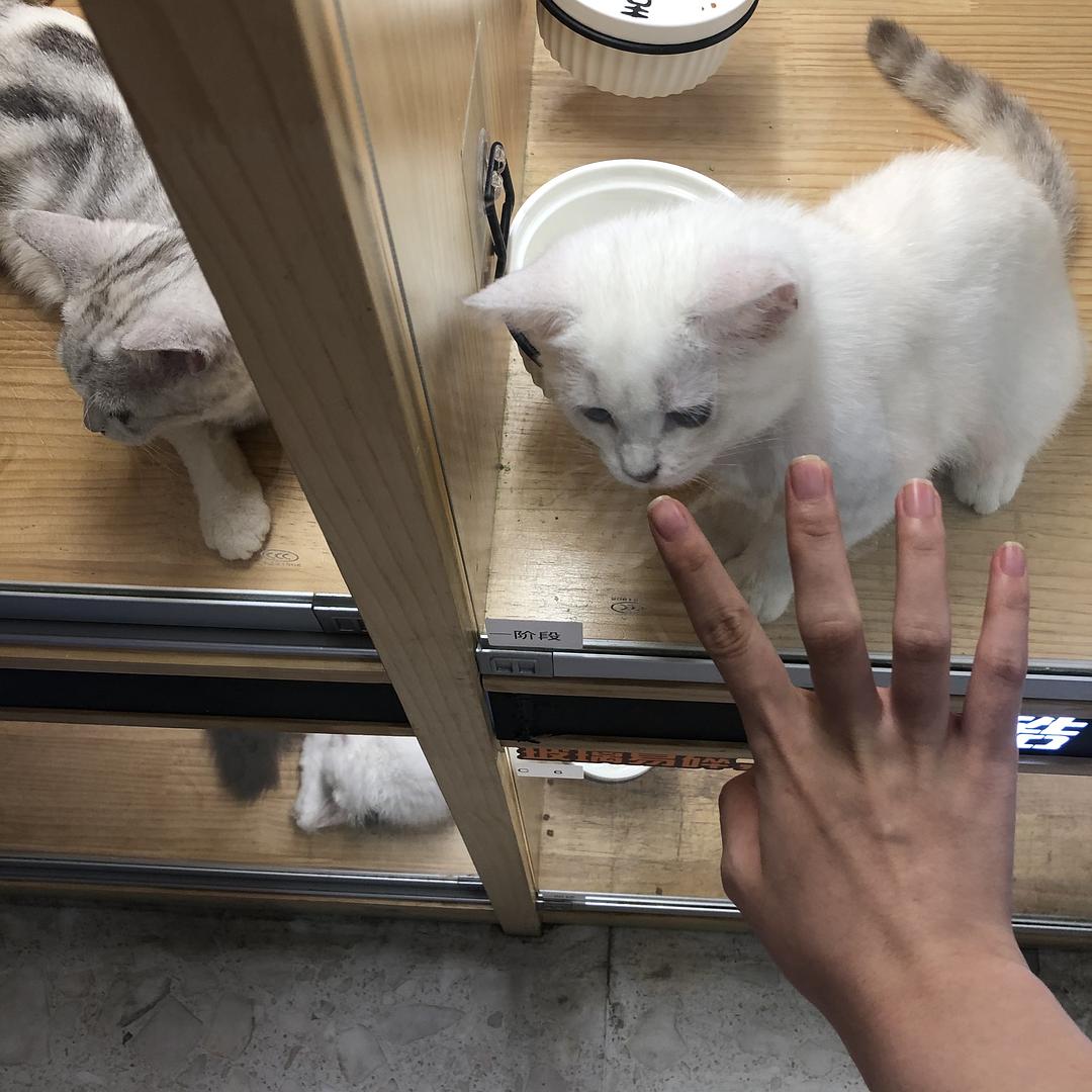 猫咪宠物店会卖猫粮吗_宠物店会卖猫吗_宠物店的猫咪会