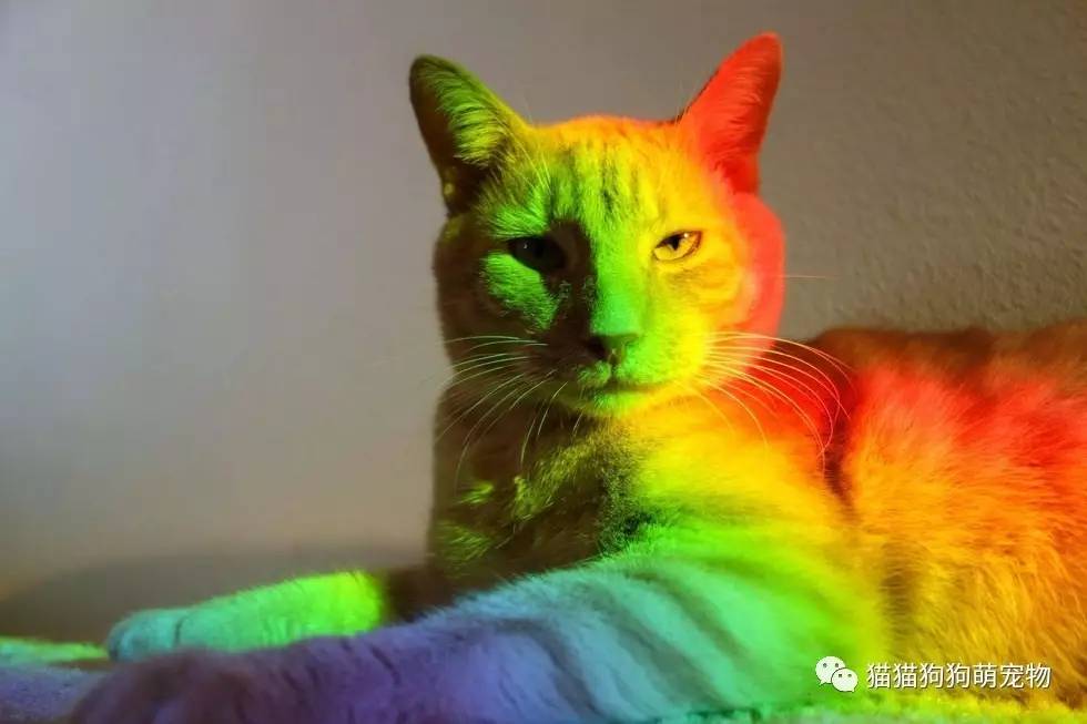 彩虹猫游戏灵异事件_彩虹猫游戏破解版_彩虹猫 游戏