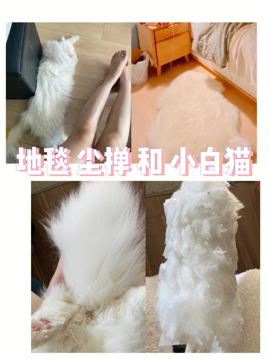 温暖阳光，七喵快乐无尽