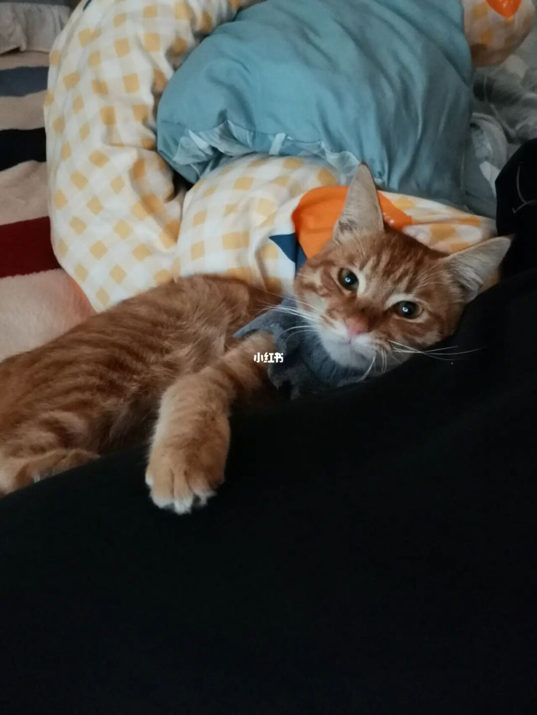 猫站_猫站起来是为什么_猫站是什么阅读软件