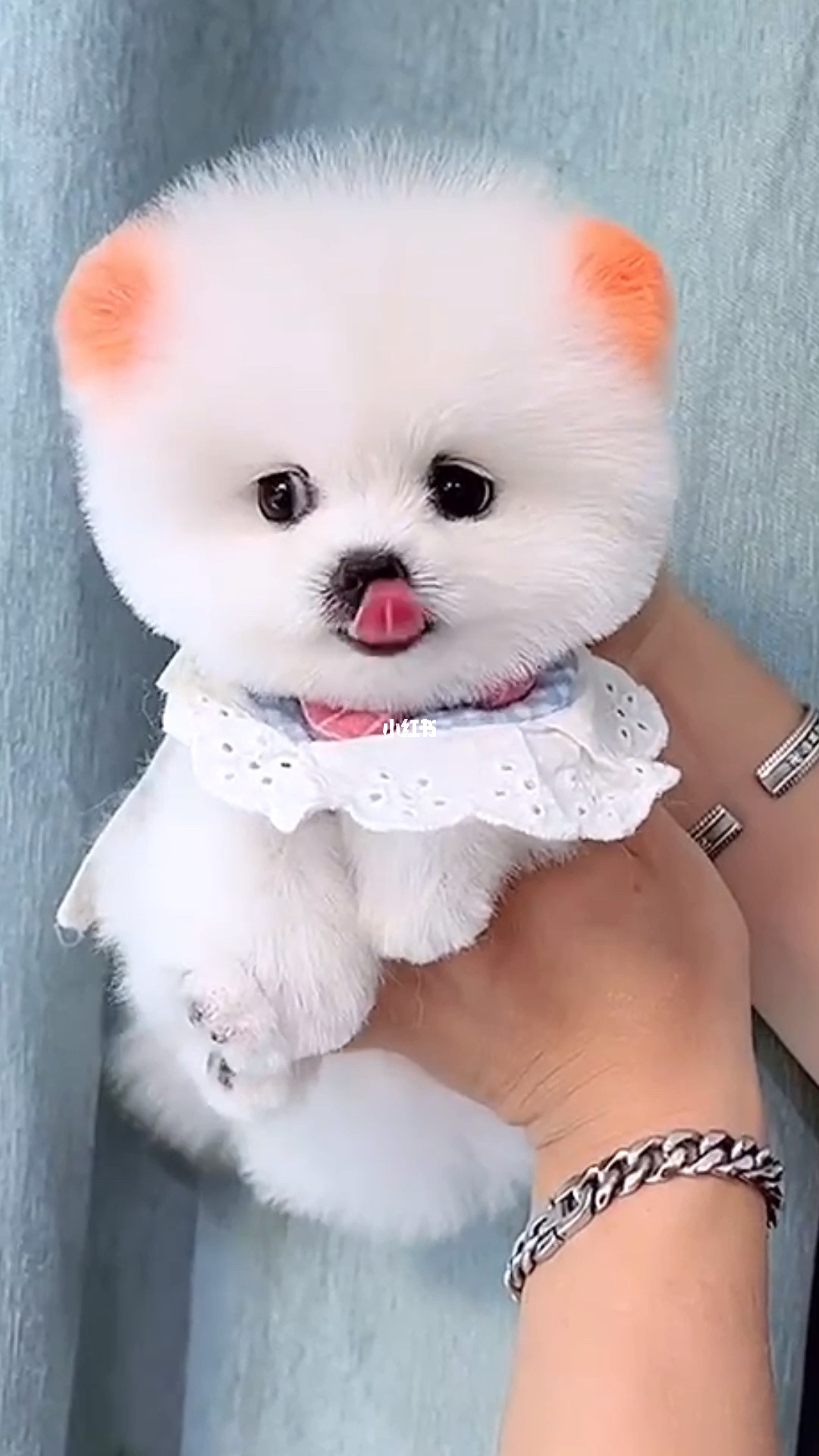 代号九耳犬中哪几集有徐萌萌_代号九耳犬约翰喜欢萌萌吗_萌犬变变变