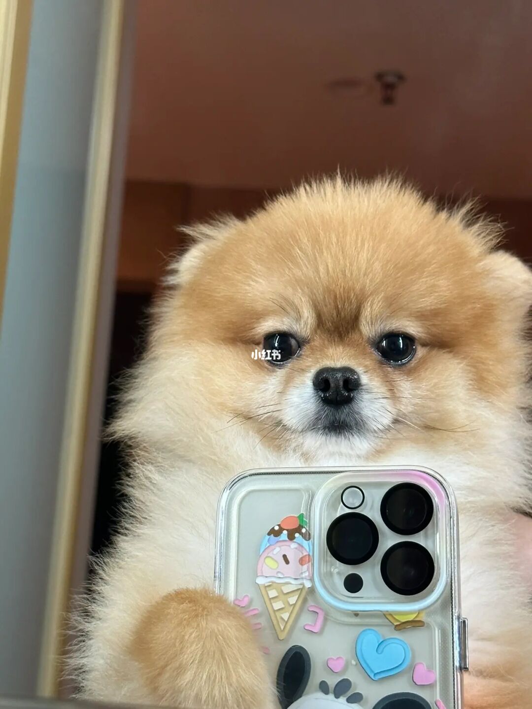 萌犬变变变_代号九耳犬中哪几集有徐萌萌_代号九耳犬约翰喜欢萌萌吗