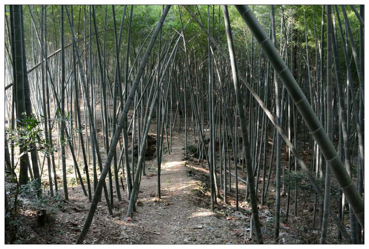 原神幽岩竹林老石位置揭秘