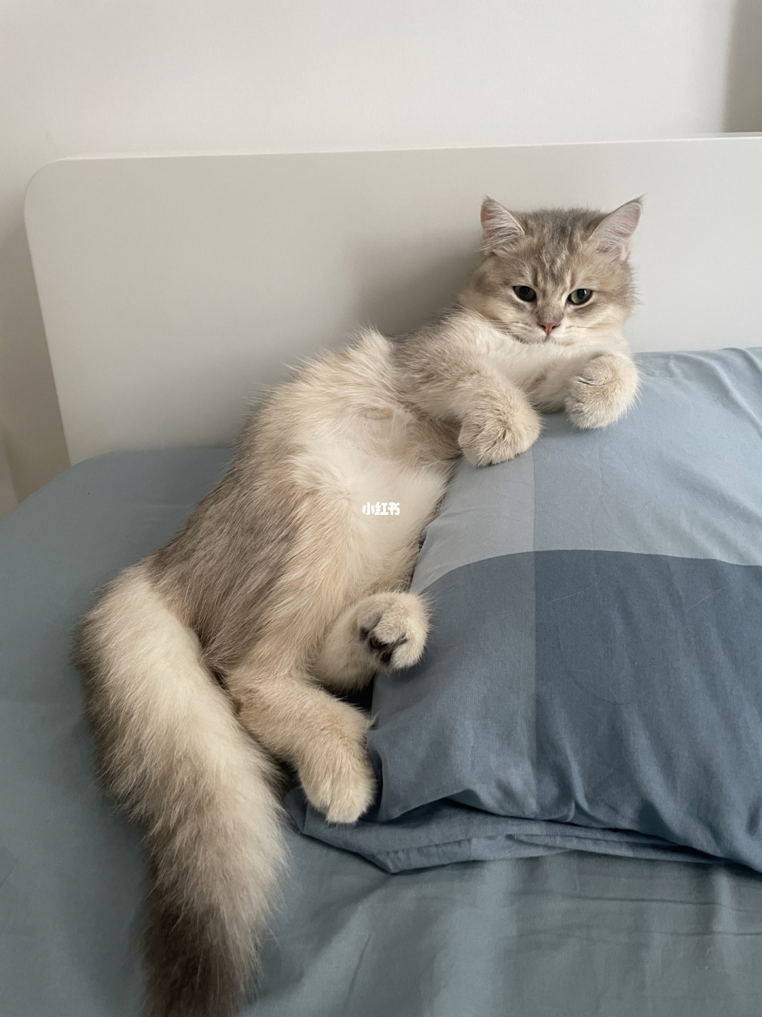 记录世界记录你快猫官网_我想看猫世界_猫咪世界记录你的生活官网