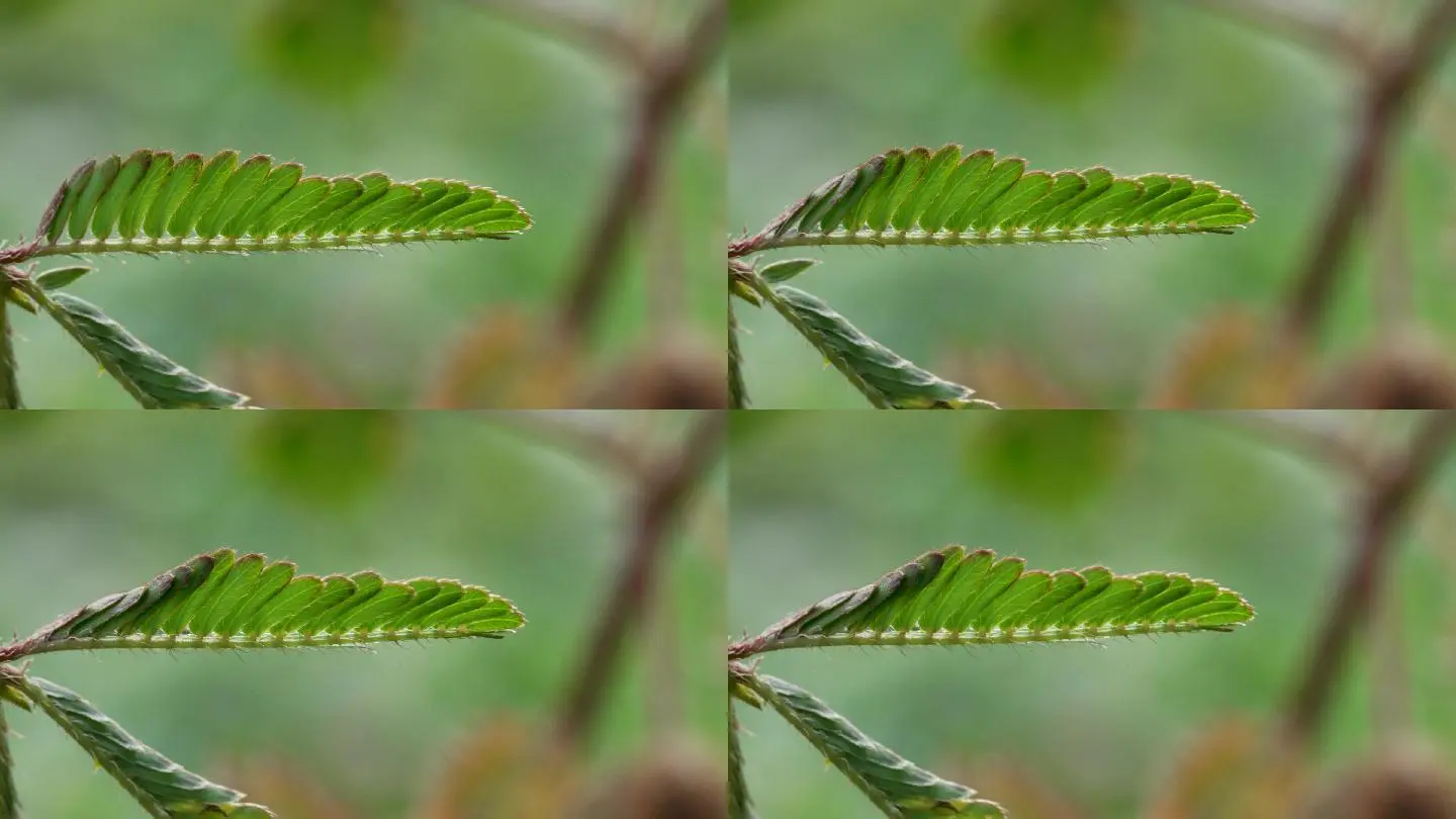 含羞草视频_含羞草视频大全_含羞草有毒