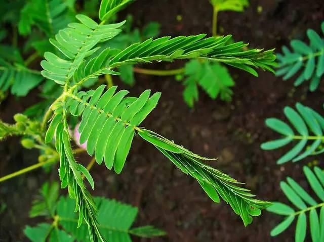 含羞草视频大全_含羞草视频_含羞草有毒