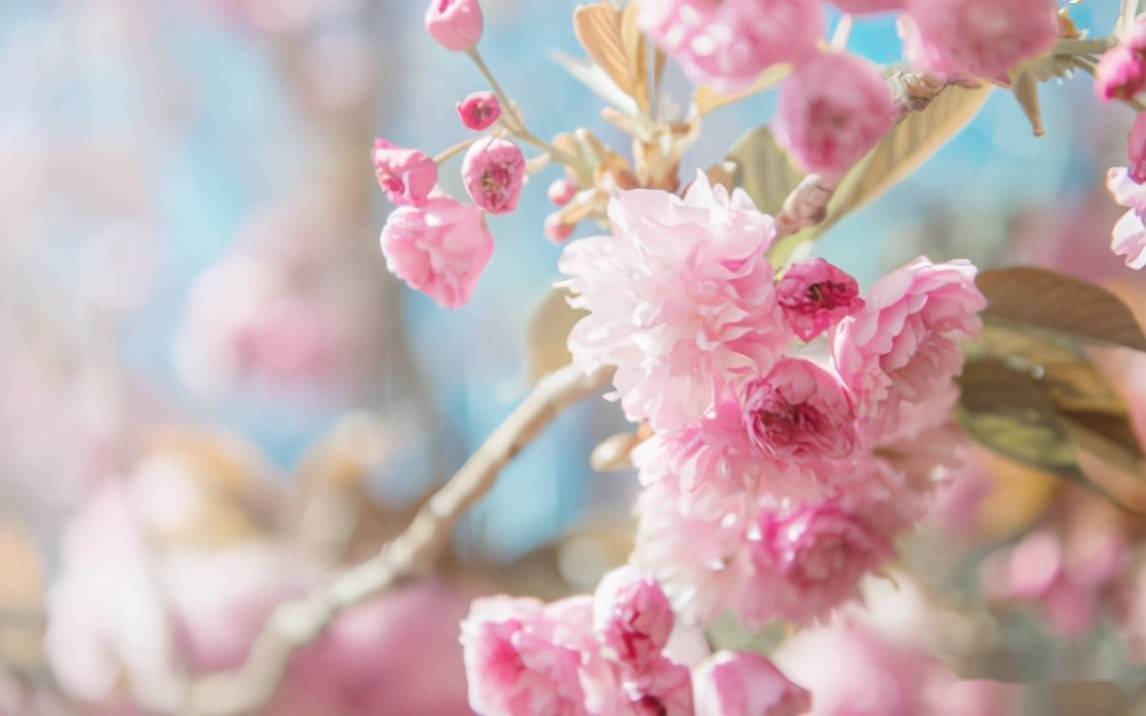 樱花动漫app，发现特别观影方式