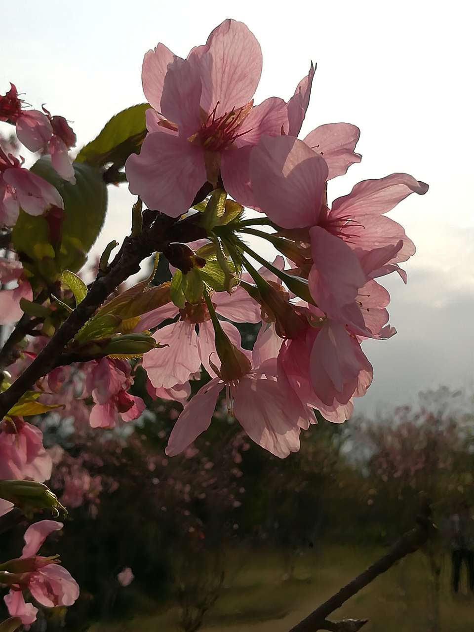樱花美发，个性自信展现
