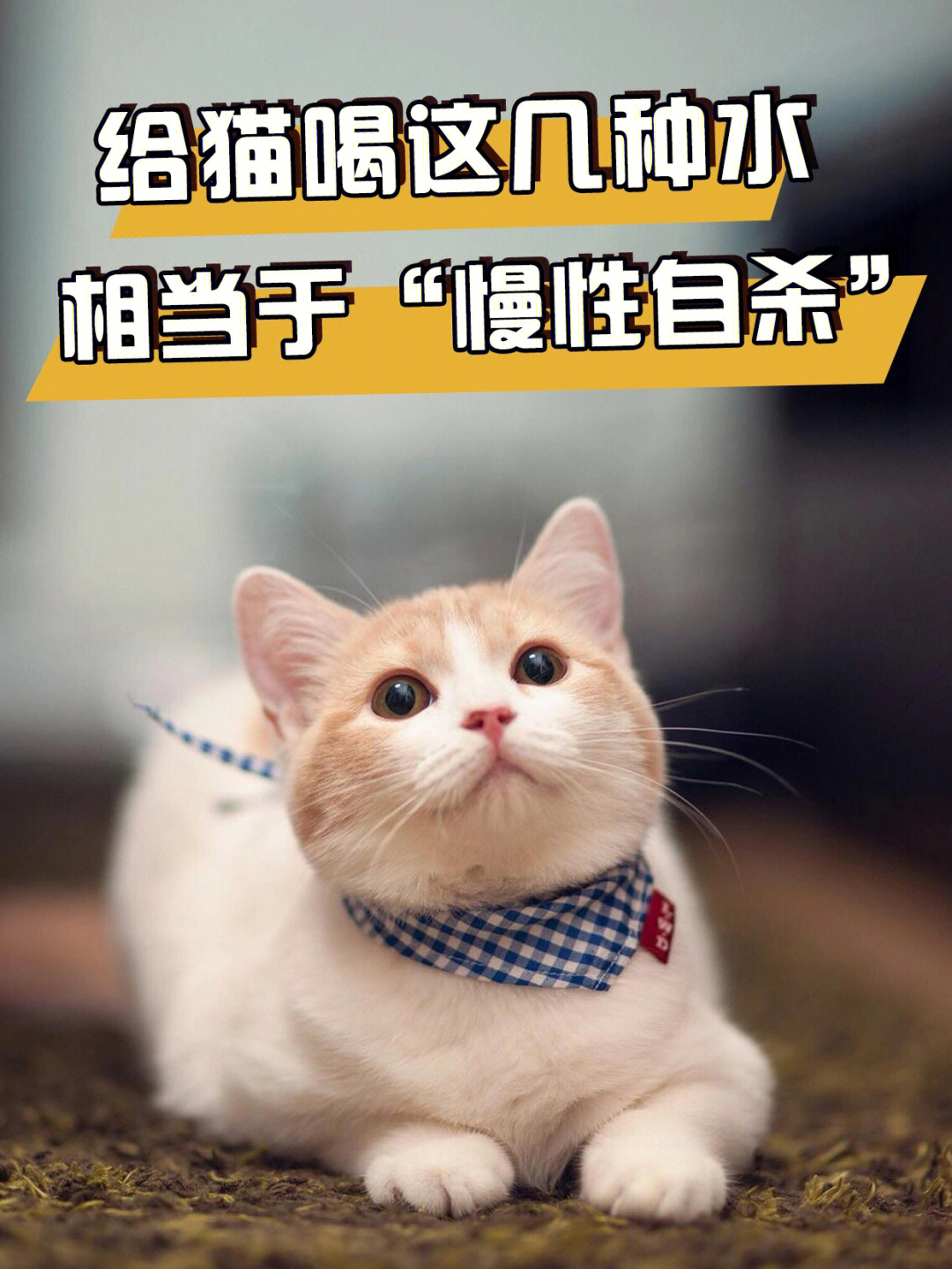 巧虎躲猫猫小游戏大全_躲猫猫游戏解说_巧虎躲猫猫小游戏
