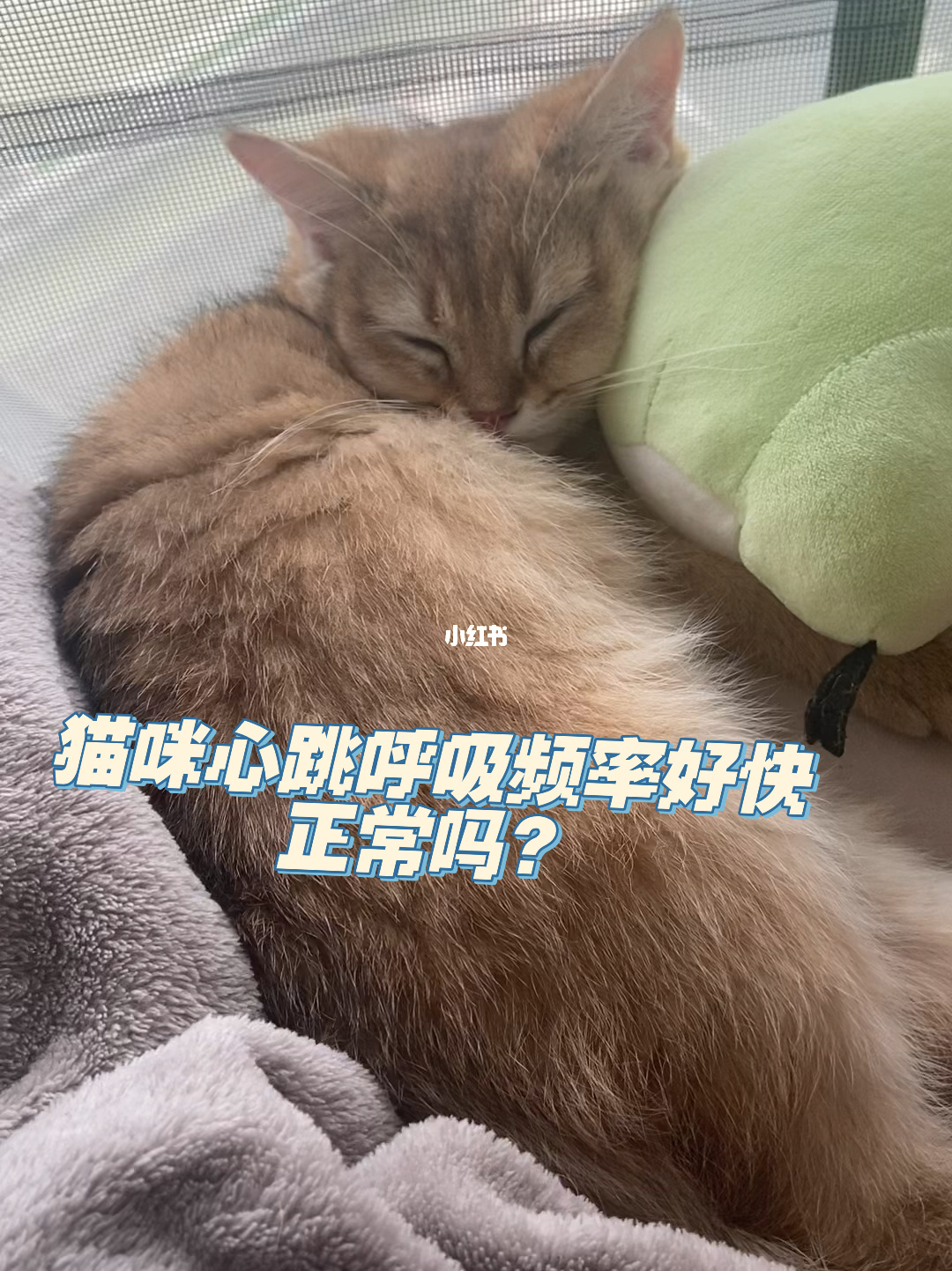 躲猫猫游戏解说_巧虎躲猫猫小游戏大全_巧虎躲猫猫小游戏