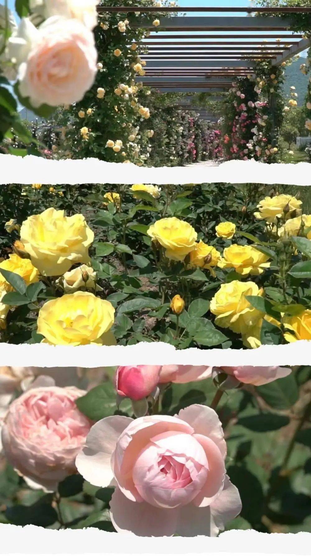 仙子游戏大全_花仙子的小游戏_花仙子游戏