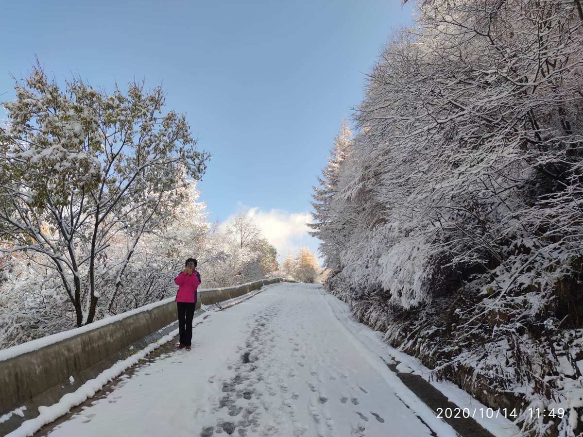 翩翩起舞：雪鹀飞行姿态惊艳动人