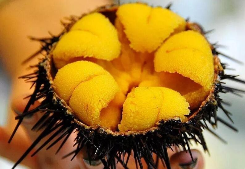 啪嚓海胆：惊喜来袭！海洋生物竟如此有趣