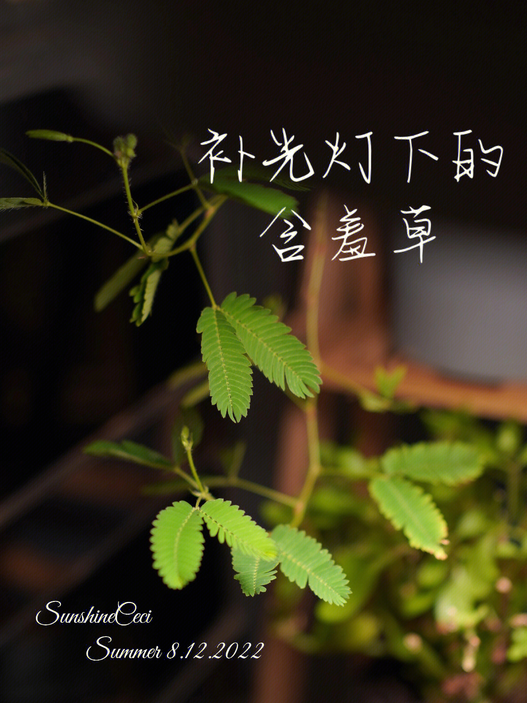 含羞草会开花吗_含羞草为什么会害羞_含羞草视频