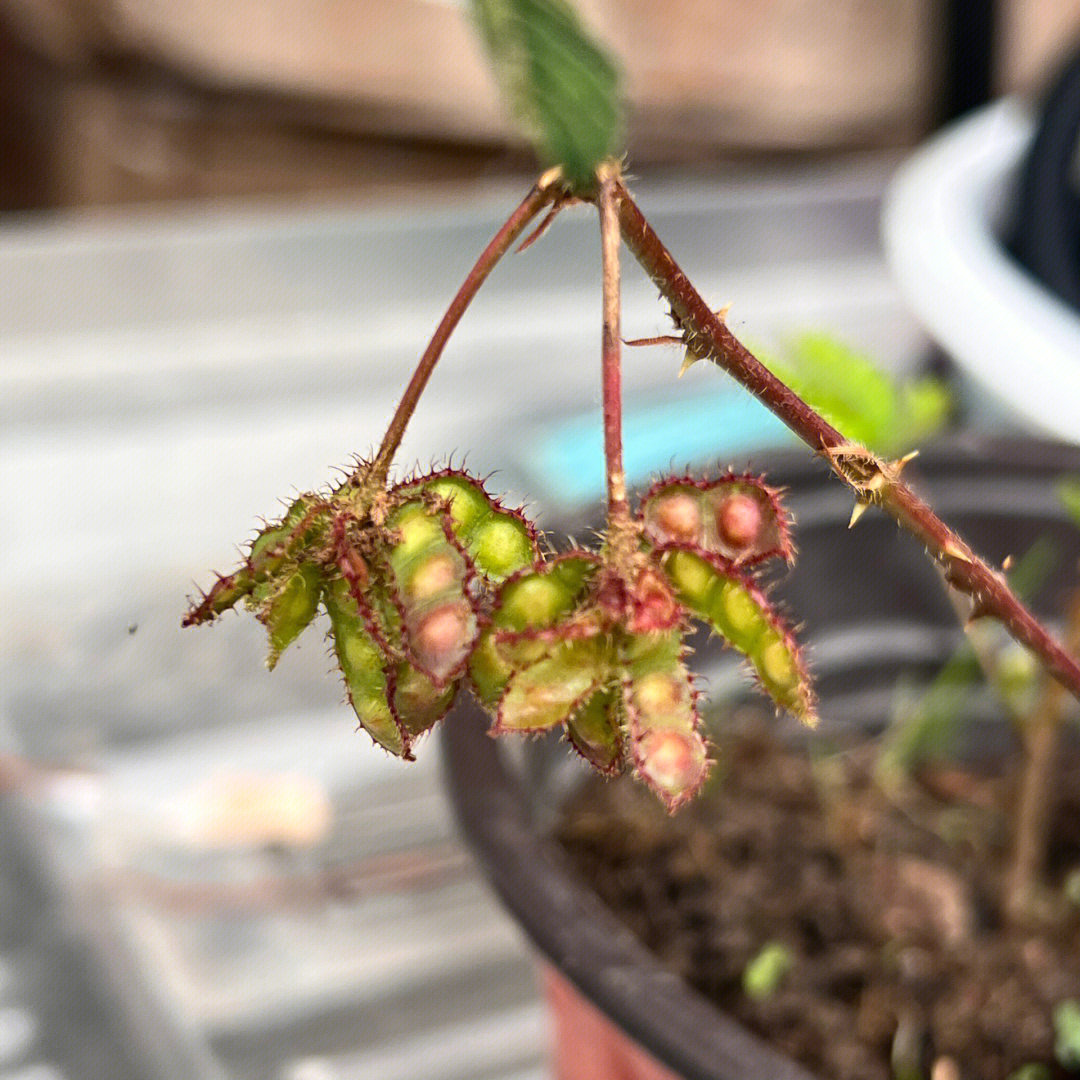 含羞草视频_含羞草会开花吗_含羞草为什么会害羞