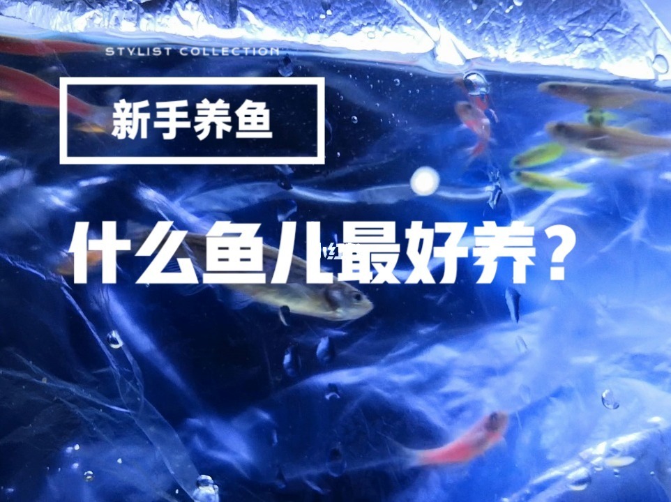 鱼缸养鱼性能测试网站_养鱼要测试哪几样_养鱼测试手机性能网站