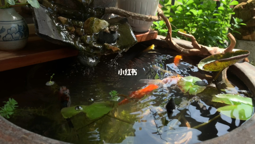 养鱼测试手机性能网站_鱼缸养鱼性能测试网站_养鱼要测试哪几样