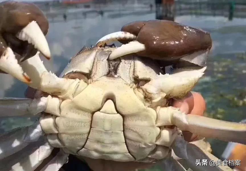 螃蟹女的意思_螃蟹的意思怎么说_螃蟹女是指什么意思
