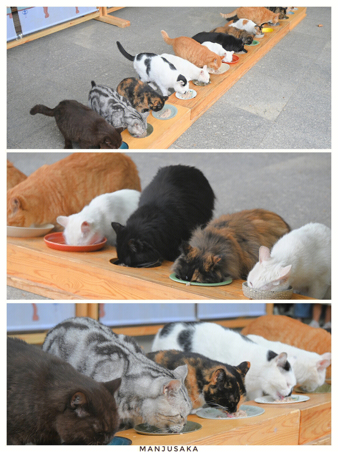 猫咪官网_猫咪大战争台服官网_cfa猫咪官网