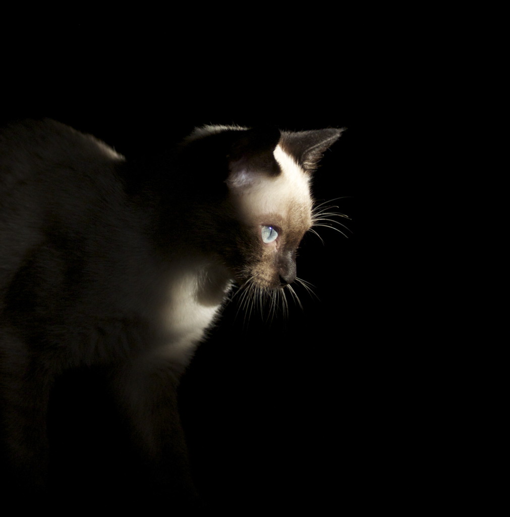夜晚魔法师，暗猫思越木结构