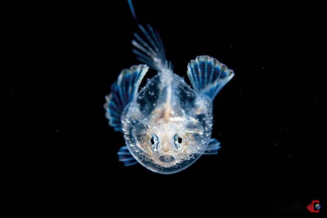 海洋生物学家：拯救小鱼的紧迫行动