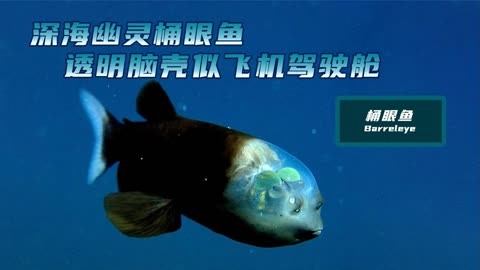 深海桶眼鱼：神秘生物的深处奇观