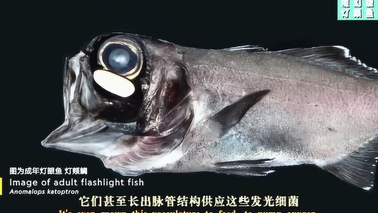 桶眼鱼_桶眼鱼英文_桶眼鱼能吃吗
