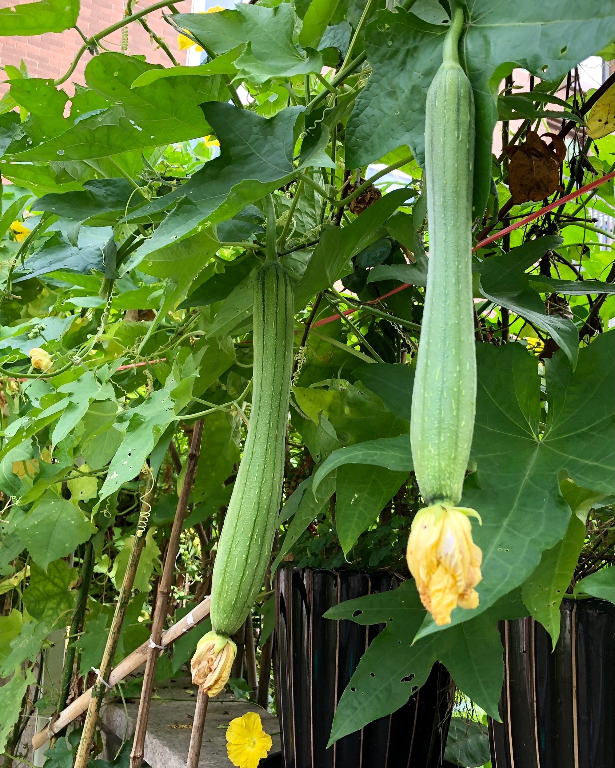 草莓app下载安装无限看丝瓜ios大全_草莓app下载安装无限看丝瓜ios大全_草莓app下载安装无限看丝瓜ios大全