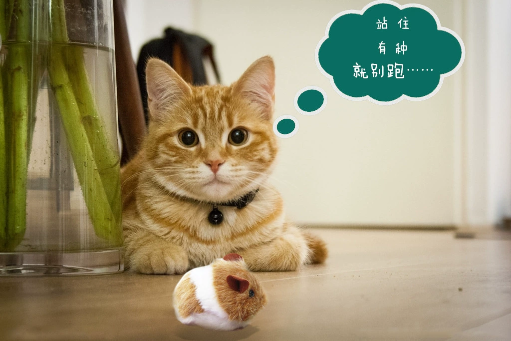 猫咪vip老版本下载_老猫软件怎么下_下载老猫app