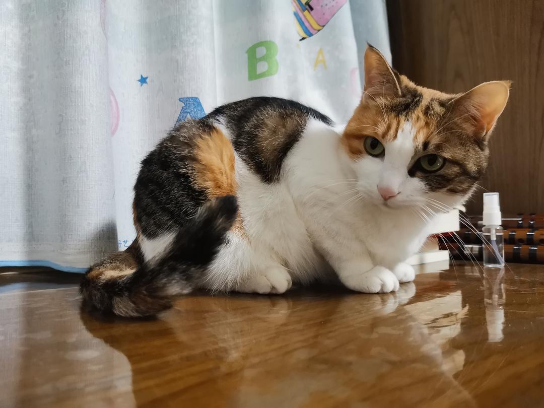 老猫软件怎么下_下载老猫app_猫咪vip老版本下载