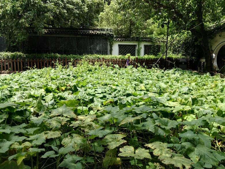 百草园是什么样的地方_百草园是什么意思_百草园是一个怎样的园子