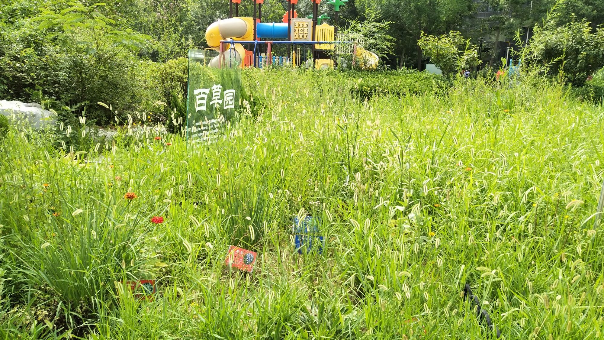 百草园是什么样的地方_百草园是一个怎样的园子_百草园是什么意思