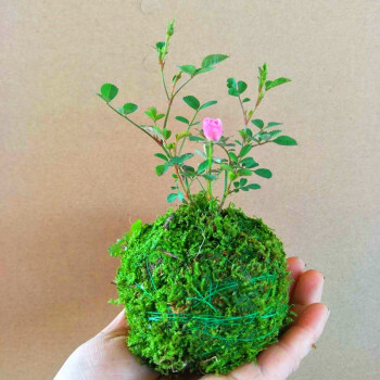 苔藓玫瑰_玫瑰苔藓可以用维e尿素霜_玫瑰苔藓皮肤图片