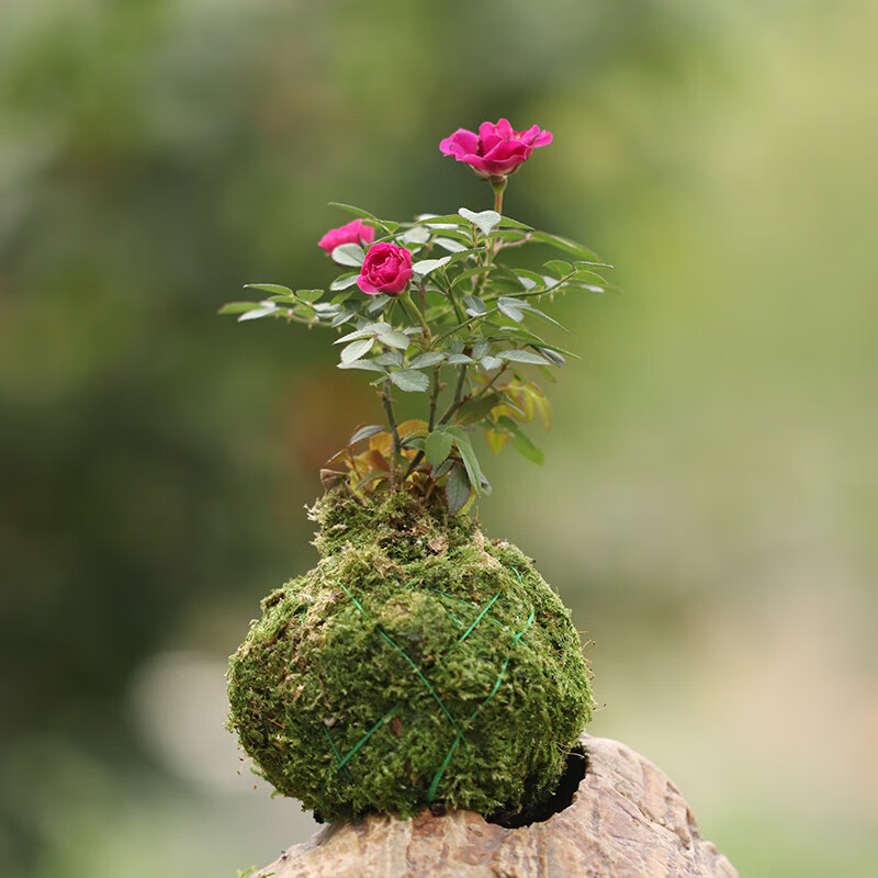 苔藓玫瑰_玫瑰苔藓可以用维e尿素霜_玫瑰苔藓皮肤图片